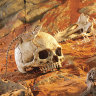 Декорация Череп человека Exo Terra Primate Skull (Экзо терра, Хаген)