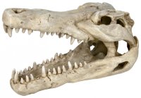 Череп крокодила для аквариума, 14 см