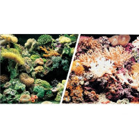 Фон двойной для аквариума, риф/кораллы (Хаген)