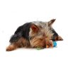 Mini Barbell Chew Игрушка для собак 