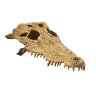 Декорация Череп крокодила Exo Terra Crocodile Skull (Экзо терра, Хаген)