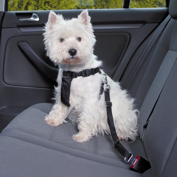 Пояс-шлея безопасности для собак в авто