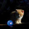 Twinkle Ball Игрушка для кошек и котят 
