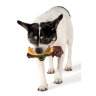 Lil Hot Diggity Dog Игрушка-пищалка для малых и средних пород собак 