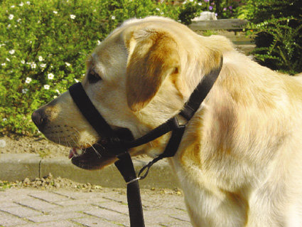 Дрессировочный поводок для собак, размер 6, Дог Контроль (Пет Продакс)